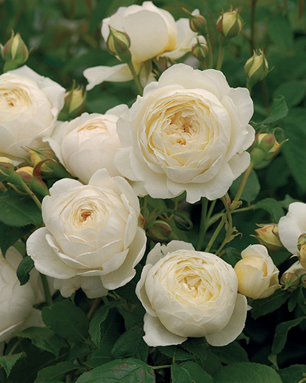 Ningbo Habest casa Co., Ltd.