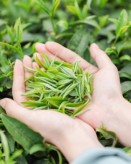 Ningbo Habest casa Co., Ltd.